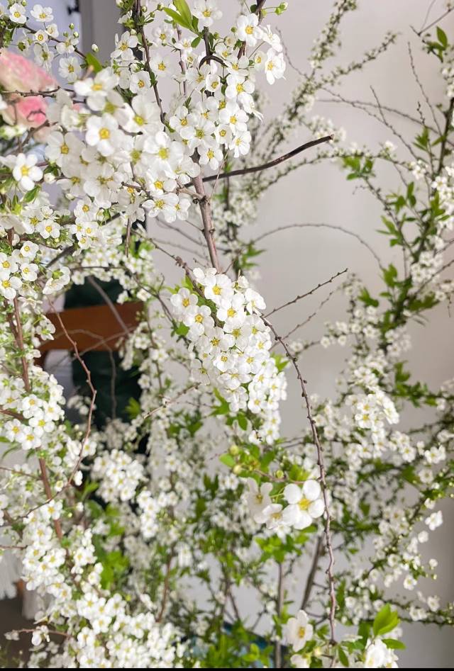 雪柳水培可以养多久