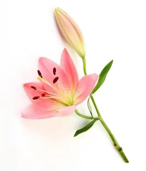 浅落一闪一闪是怦然