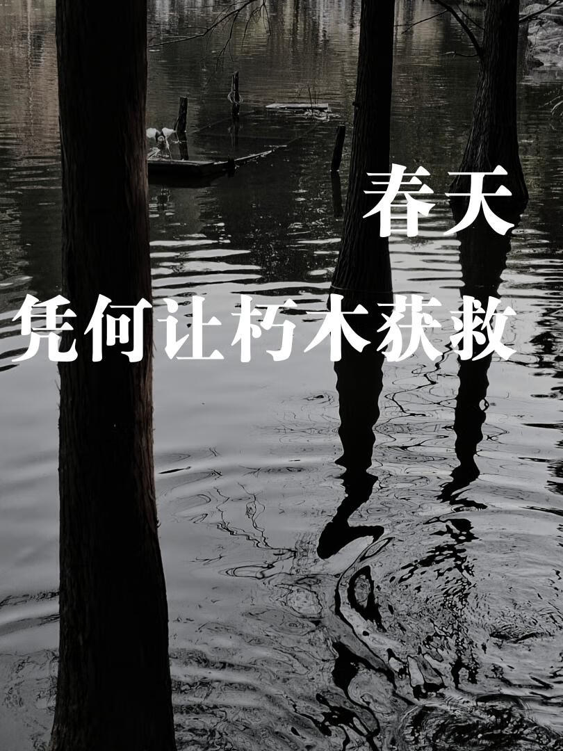 春天凭何让朽木获救